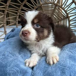 Ron - Red tri-color male Australian Shepherd puppy in Grants Pass, Oregon from Carmel Mountain Aussies