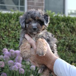 Sage - Merle female Bernedoodle puppy in Eagle Mountain, Utah from Fur Real Puppies.