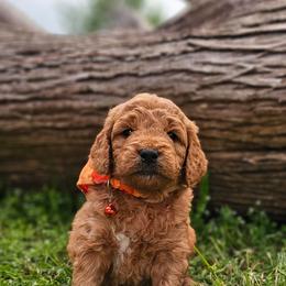 Nutella- Orange Collar - Red  male Goldendoodle puppy in Bonham, Texas from Happy Valley Puppies