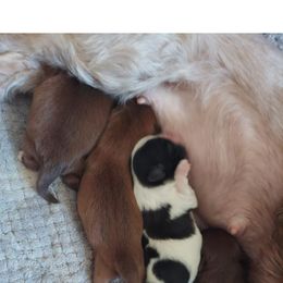 Shih Tzu Puppies from N.F.S.T Imperial ShihTzu Puppies.