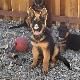 Boy 6 - Black and red German Shepherd puppy in Plumas Lake, California from Zwinger Vom Greifjäger