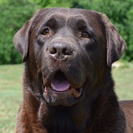 Hallie - Labrador Retriever