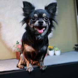 Fable - Chihuahua