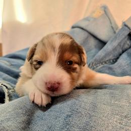 Denim - Red merle female Australian Shepherd puppy in Bumpass, Virginia from Glitterati Australian Shepherds