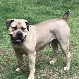Shera - Boerboel