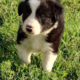 Border Collie Puppies from Bond Border Collies