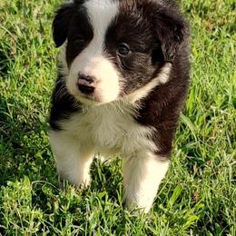 Border Collie Puppies from Bond Border Collies