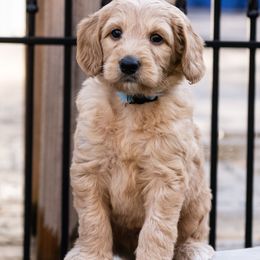 Australian Labradoodle Puppies from Providence Labradoodles