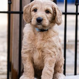 Australian Labradoodle Puppies from Providence Labradoodles