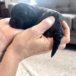 Riley - male Aussiedoodle puppy in Utica, Ohio from Poodle Me Crazy