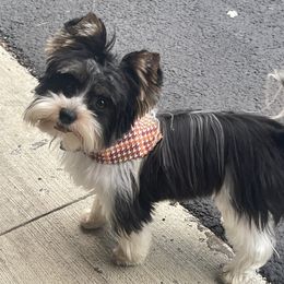 Bandit - Biewer Terrier