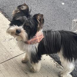Bandit - Biewer Terrier