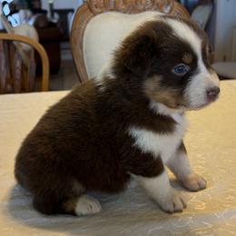 Girl 3 - female Australian Shepherd puppy in Esparto, California from Cutting Up Ranch  Australian Shepherds