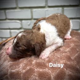 Daisy - Parti female Poodle puppy in Athens, Georgia from Alexander’s Standard Poodles