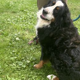 Major - Bernese Mountain Dog