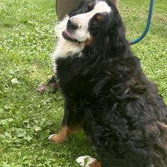 Major - Bernese Mountain Dog