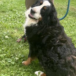 Major - Bernese Mountain Dog