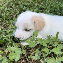 Samson - White male Russell Terrier puppy in London, Kentucky from Norvell Kennels
