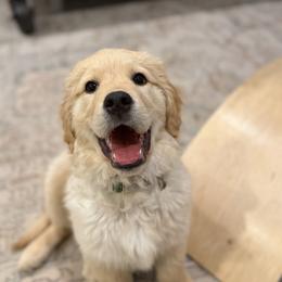 Finn - Golden male Golden Retriever puppy in Colville, Washington from Columbia Ridge Goldens