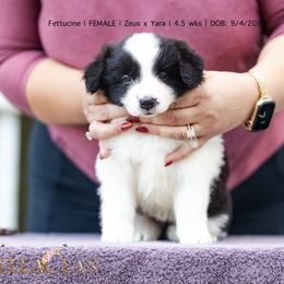 Fettucine - Black and white female Border Collie puppy in Bryantown, Maryland from Bellaclan Border Collies