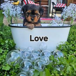 Love - Black and tan female Yorkshire Terrier puppy in Terrell, Texas from PBJ Farms
