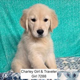 Charlie Girl 3 - Golden female Golden Retriever puppy in Niles, Michigan from Family Raised Goldens