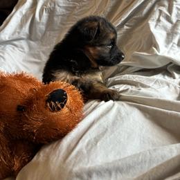 Yellow collar - Black and red female German Shepherd puppy in Chrisney, Indiana from Indiana German Shepherds