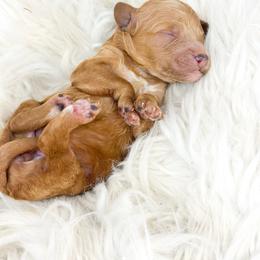 Female Four - Red  female Goldendoodle puppy in Davison, Michigan from Dreaming Doodles