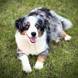 Harper - Miniature Australian Shepherd