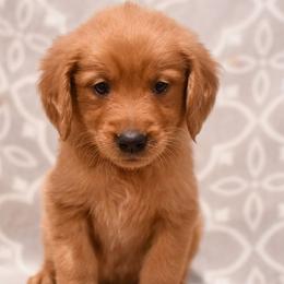 Mango - Dark golden male Golden Retriever puppy in Strawberry Plains, Tennessee from Origins Goldens