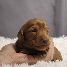 Bunny - Red female Dachshund puppy in Liberty, Texas from Sweetnlow Dachshund (Doxies)