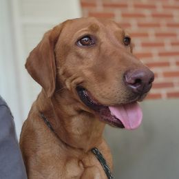 Luna - Labrador Retriever