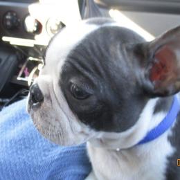 Boston Terriers from Tracys Tiny Bostons