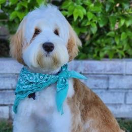Nilli - Australian Labradoodle