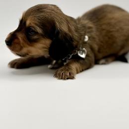Lady 1- Russian Lines AKC - Sable female Dachshund puppy in Bartlesville, Oklahoma from OkieDokieDox