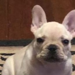 Bulldogs and French Bulldogs from Scott's Bulldogs