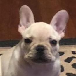 Bulldogs and French Bulldogs from Scott's Bulldogs