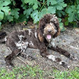 Moose - Pyredoodle