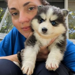 Sammy Boy Blue Male- Blue Eyes - Blue male Pomsky puppy in Hurleyville, New York from My Crazy Pomskys