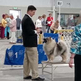 Dobby  - Keeshond