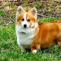 Fancy - Pembroke Welsh Corgi