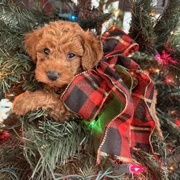 Holly - Red female Cavapoo puppy in American Fork, Utah from Revasdoodles