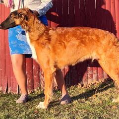Borzoi and Samoyed Puppies from Kalabria