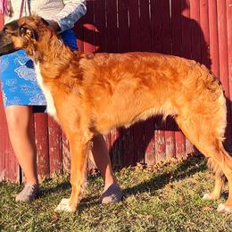 Borzoi and Samoyed Puppies from Kalabria
