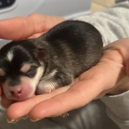 Axl - Black and white male Pomsky puppy in Marshall, Minnesota from Miles of Smiles Pomskies
