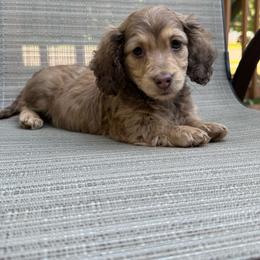 Girl 1 - Chocolate and cream female Dachshund puppy in Wisconsin from Three K Miniature Dachshunds