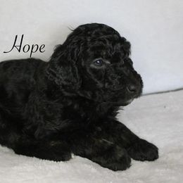 Hope - Aussiedoodle puppy from Champion Farms Doodles