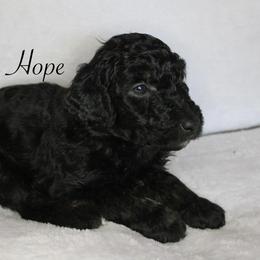 Hope - Aussiedoodle puppy from Champion Farms Doodles