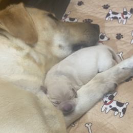 Cotton-blue collar - Yellow Labrador Retriever puppy in Springfield, Missouri from Kellner Labradors