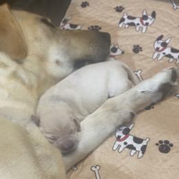Cotton-blue collar - Yellow Labrador Retriever puppy in Springfield, Missouri from Kellner Labradors
